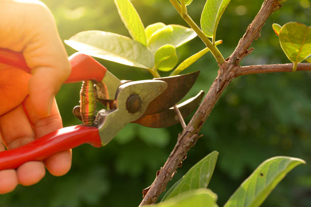 Best Storm Damage Tree Cleanup  in Kahaluu, HI